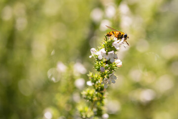 Bee Collecting Pollen
