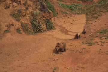 Bears Family living in a zoo