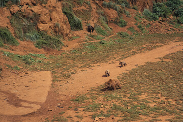 Image of a family grizzly bears