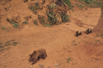 Image of grizzly bears in a zoo 