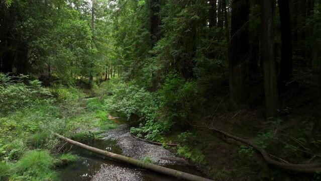 Aerial California coastal redwoods forest gravel creek 2. Northern ocean shoreline coastal ecosystem landscape. Sequoia are tallest trees on earth. Forest old growth temperate rainforests.