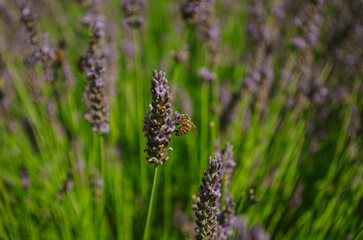 The bee collects nectar from lavender.