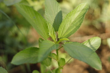 Fresh Molokhia plant | Rural North Sudan