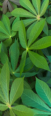 Texture of green leaf cassava for potrait wallpaper 