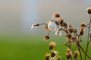 Overblown flowers, dried flowers.Arctium lappa, Lesser burdock dry seed heads. Arctium minus,...