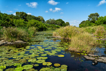 Landscape east of restcamp Satara in KrugerNational Park in South Africa in the green season