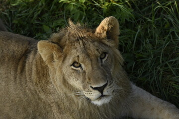 Obraz premium Animals - traditionally (since Aristotle) distinguished category of organisms, currently considered as a biological kingdom. Animals are the main object of study of zoology.