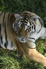 Animals - traditionally (since Aristotle) distinguished category of organisms, currently considered as a biological kingdom. Animals are the main object of study of zoology.