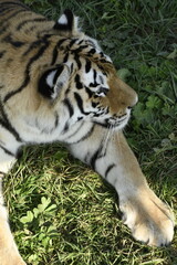 Animals - traditionally (since Aristotle) distinguished category of organisms, currently considered as a biological kingdom. Animals are the main object of study of zoology.