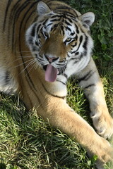 Animals - traditionally (since Aristotle) distinguished category of organisms, currently considered as a biological kingdom. Animals are the main object of study of zoology.