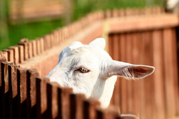 Fototapeta premium Animals - traditionally (since Aristotle) distinguished category of organisms, currently considered as a biological kingdom. Animals are the main object of study of zoology.