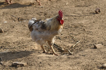 Animals - traditionally (since Aristotle) distinguished category of organisms, currently considered as a biological kingdom. Animals are the main object of study of zoology.