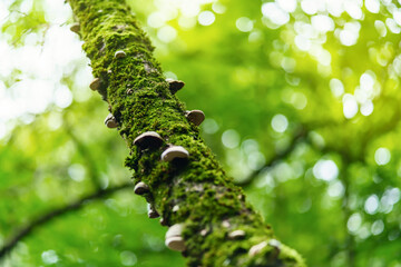 A lot of small mushrooms on the trunk of a tree covered with moss