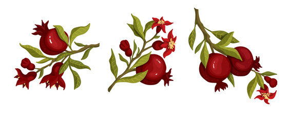 Set of flowering pomegranate branches with ripe fruits and leaves. Vector graphics.