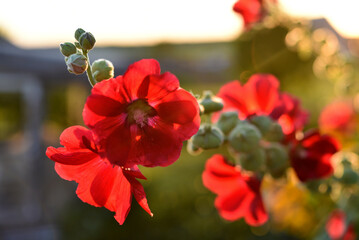 Fototapeta premium Pink mallow flowers in the sun in summer. Malvaceae.