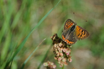 Motyl na kwiacie © Beniamin