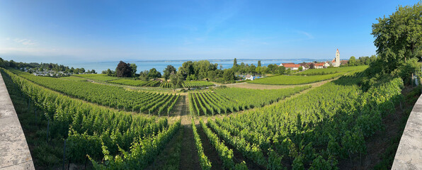 Vineyard Panorama on Lake Constance near Hagnau, Gemany