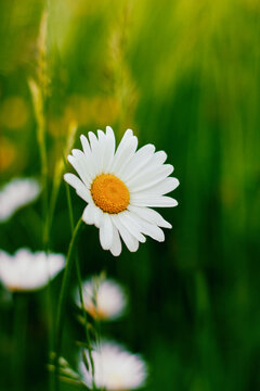 white chamomile flower close-up on beautiful blurred green background. High quality photo