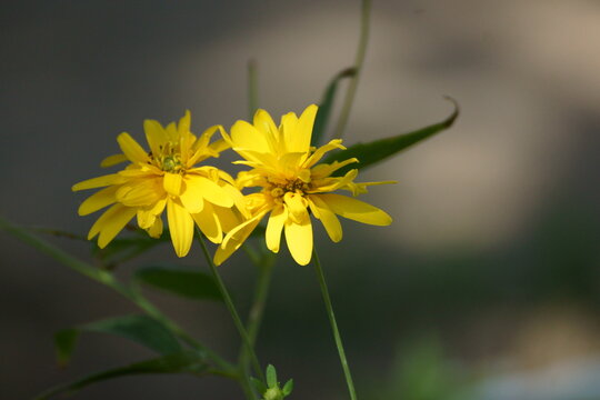Yellow flower ugai who is this.  That's right, it's Crepis sibirica's.  You guessed correctly, the shoemaker's credo is translated from Greek as flowers are called.