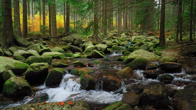 Mountain creek or river in a forest, nature landscape stock video 4k.