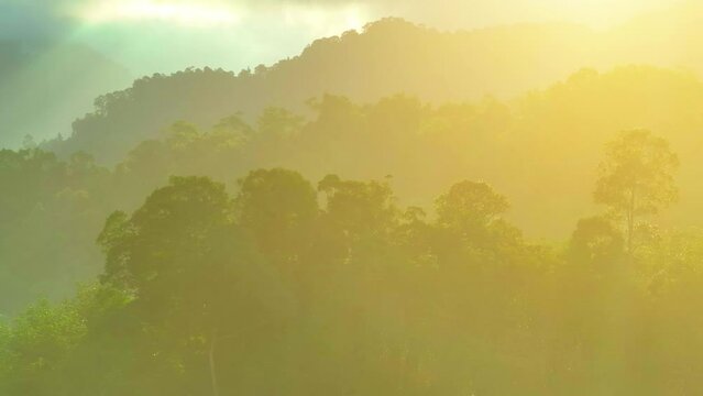 Golden rays pierce through lush canopy, painting a tropical forest in hues of amber and emerald. Aerial view by drone captures the serene majesty at sunrise, unveiling nature's vibrant awakening.
