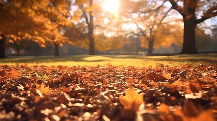 Autumn leaves in the park on a sunny day. Autumn Nature background