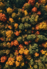 Fototapeta na wymiar Top Down View Of An Autumn Forest