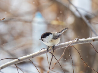 Cute bird the willow tit, song bird sitting on a branch without leaves in the winter.