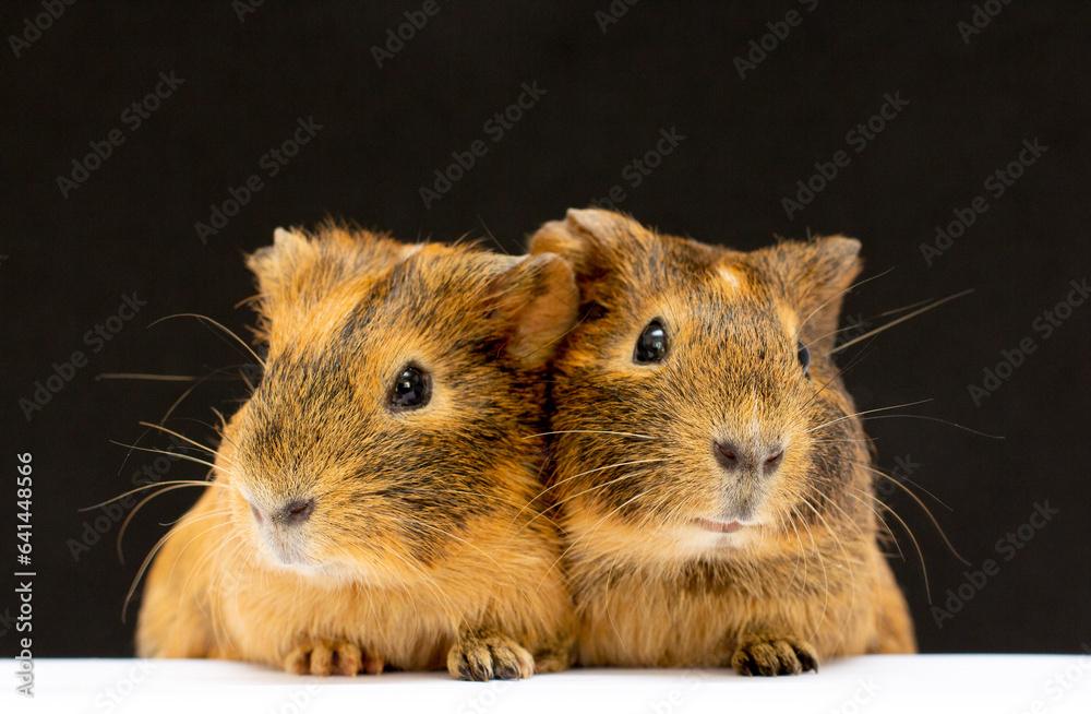 Wall mural Guinea pig on a black background