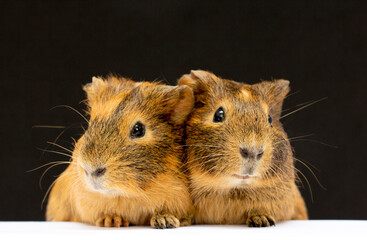 Guinea pig on a black background