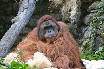 monkey