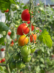 A sprig of ripening cherry tomatoes.