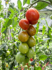 Ripening cherry tomatoes.