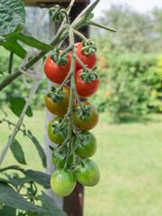 A sprig of ripening cherry tomatoes.