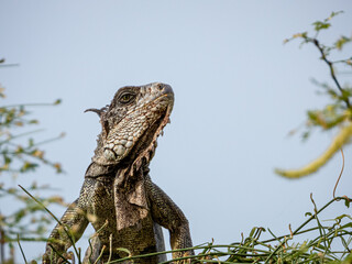 iguana on a tree