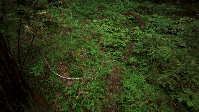 Aerial California coastal redwoods forest trails ferns. Northern ocean shoreline coastal ecosystem landscape. Sequoia are tallest trees on earth. Forest old growth temperate rainforests.