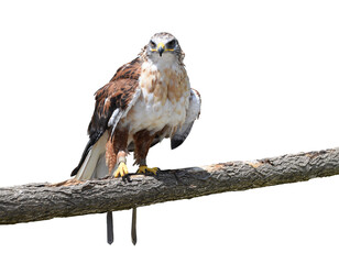 The ferruginous hawk sitting on a plank isolated on the transparent background