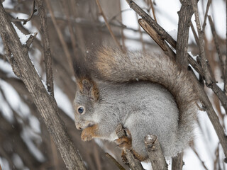Fototapeta premium The squirrel with nut sits on tree in the winter or late autumn