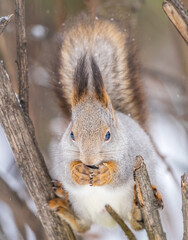 The squirrel with nut sits on tree in the winter or late autumn