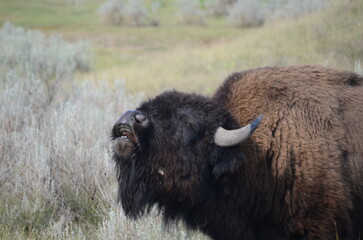 buffalo in the field