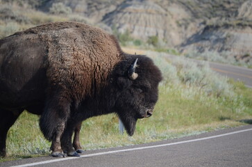 american bison