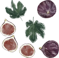 Hand drawn figs and fig leaves. Summer fruits hand drawn illustration. - 641452344
