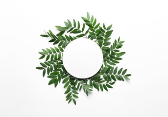 Green leaves of acacia tree with round blank card on white background