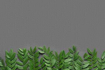 Green leaves of acacia tree on grey background