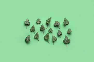 Ivy leaves on green background