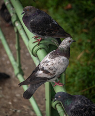 Pigeon birds near stone wall and green fence in morning capital Wien