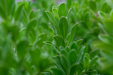 A garden plant with green leaves or a natural plant with dark tones can be used as a background or wallpaper.