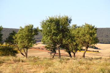 Fototapeta premium arbol