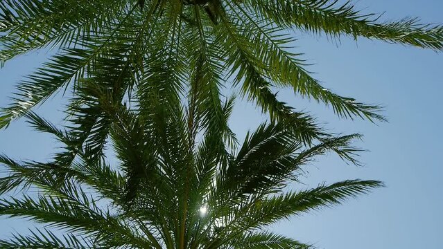 Palmen von unten bei niedrigem Kamerawinkel. Leichter Wind. Strahlend blauer Himmel. Tropische kokospalmenbl&auml;tter im sonnenlicht. Strand auf der tropischen insel. Hoch schauen. Hintergrund f&uuml;r Werbung