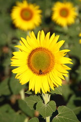 Fototapeta premium Girasoles